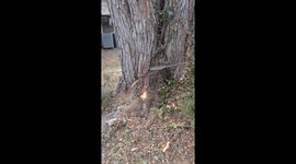 Rotted Tree Stump Gushes Water
