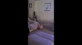 Chunky Dog Loves Squeaky Toy