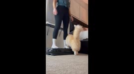 Vocal Cat Vibrates With Mom