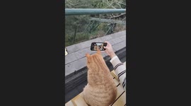 Locals clamour for selfies with photogenic cat in China