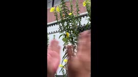 Chinese residents copy King Charles and applaud plants to help them bloom