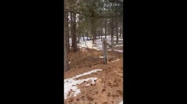 Driver Frees Deer Caught In Fence