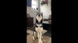 Husky Howls At Petting Request