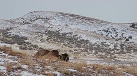 Bison Rolls In Dirt On Snowy Day