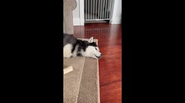 Bored Husky Has A Lot To Say