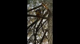 Squirrel Chatters In Tree, Showing Underside