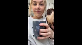 English Bulldog Puts Backside In Owner's Face