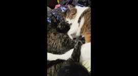 Cat Massages Friend's Squishy Belly