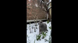Cat Marvels At Snowfall