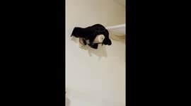Black Cat Precariously Chases Tail Around Post