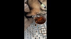 Rook Takes Food From Malamute