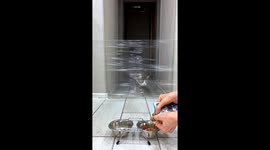 Cats Take On Invisible Forcefield