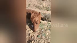 Social orgnastion rescued a horse fallen into a drain in Shahdol, Madhya Pradesh