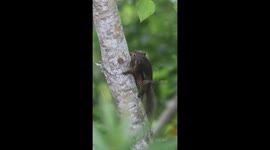 Wildlife in Indonesia