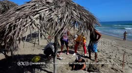 Venezuela: Sea turtle nests Campaign, Camuri, Venezuela coast