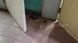 Aggressive tokay gecko refuses to let go of green snake