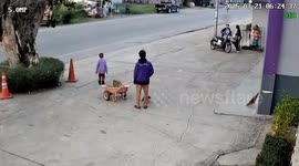 Spooked albino buffalo runs away with angry dogs in pursuit