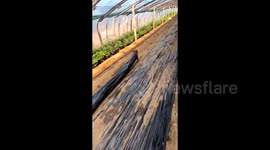 Clever dog helps farmer by laying plastic mulch inside greenhouse