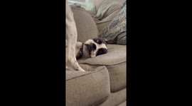 Playful dogs share funny moment on couch in Hurlock, Maryland, USA