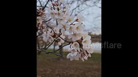 US: Cherry Blossoms in D.C. Nears Peak Bloom