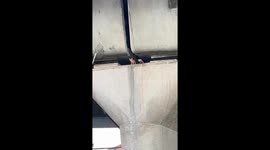 Locals rescue kitten stuck under motorway bridge in Thailand