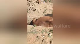 Pony stuck in drain is rescued by kind locals in India
