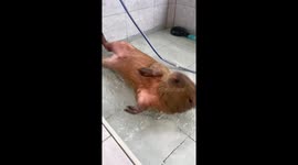 Capybara is living his best life rolling around in bath