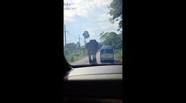Elephant holds up traffic and rummages through pickup truck for food