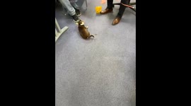 Paco the Chihuahua doing his tricks