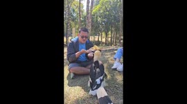 Great hornbill joins family enjoying picnic for a snack