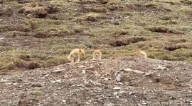 Baby foxes emerge from their den to play on the Tibet Plateau