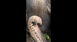 Elephant enjoys a satisfying scratch by using a stick on his cheek