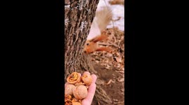 Hand Feeding Friendly Squirrels