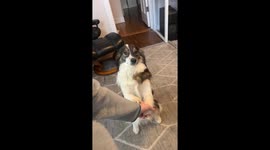 Sweet Shy Dog Likes To Hold Hands
