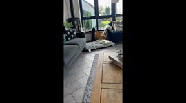 Wild Robin Befriends Family