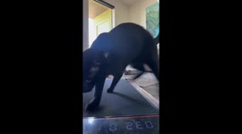 Black Cat Struts On Treadmill