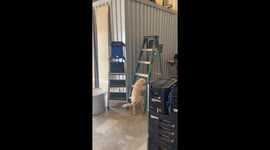 Dog Climbs Ladder At Cabinetry Shop