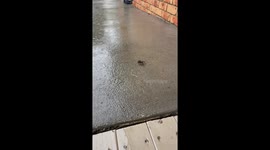 Wolf Spider Mother Moves Babies