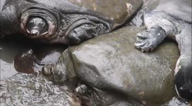 Black softshell turtle is seen ahead of 'World Wildlife Day' in the Nagshankar temple pond in Sonitpur, Assam,India on March 1, 2025.