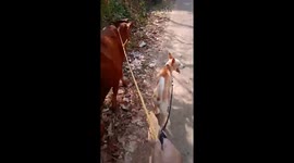 Walking My Dog Alongside A Cow