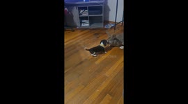 Hyper Puppy Wants to Play With Giant Bunny Real Bad