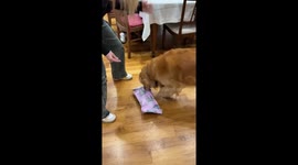 Golden Retriever Opens Present