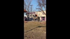 Cowboys Order Drive-Thru