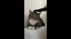 Vacuum Suctions Out All the Cat's Thoughts