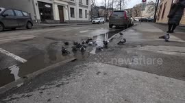 Pigeons Take an Unexpected Winter Bath in Riga!