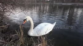 A graceful swan glides through the calm waters of a canal in the picturesque Jungfernheide Park area, near Tegel, Berlin, showcasing the serene beauty of nature in the heart of the city.