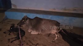 Social organisation treatment a pregnant cow's calf got stuck five hours labor pain in Shahdol, Madhya Pradesh