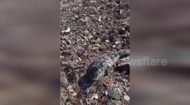 Beached baby seal rescued from coast in Russia