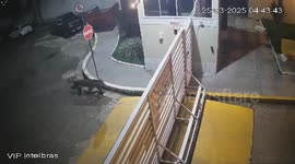 Jaguar seen on CCTV prowling through residential street in Brazil