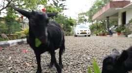 Meet Karumbi, the world's shortest goat standing at just 1ft 3in - and she's expecting